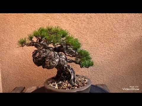 Pinus parviflora kifu bonsai