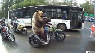 אביסל ריאקס #17 🐻