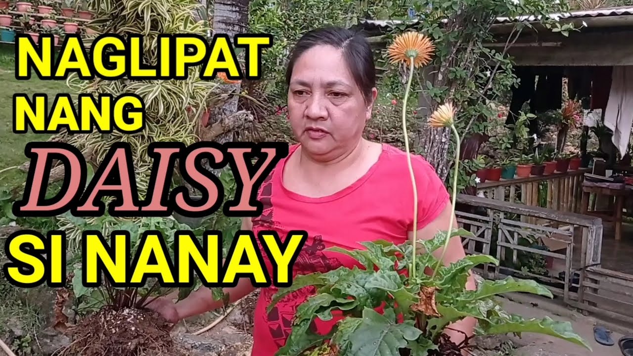 NAGLIPAT NG DAISY ANG AKING NANAY AT KAPATID + DAISY CARE TIPS| KATRIBUNG MANGYAN #61
