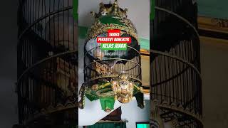 Download lagu perkutut Bangkok Juara Nasional#perkututbangkok #perkutut #perkututgacor #shorts #shortsvideo mp3