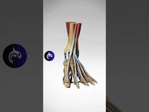 Guess The Spine Injury And Procedure Challenge