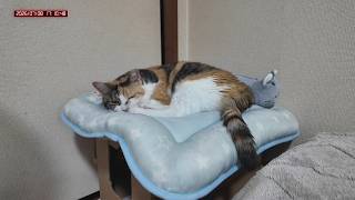 三毛猫フミちゃん　 LIVE配信　2026年7月8日　calico cat　(LIVE stream)