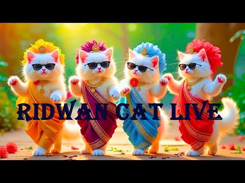 बिल्ली डांस | Cutest Cat videos funny dance🤣 💃 Videos for cats | Dancing cats @RidwanAsrafi #funny