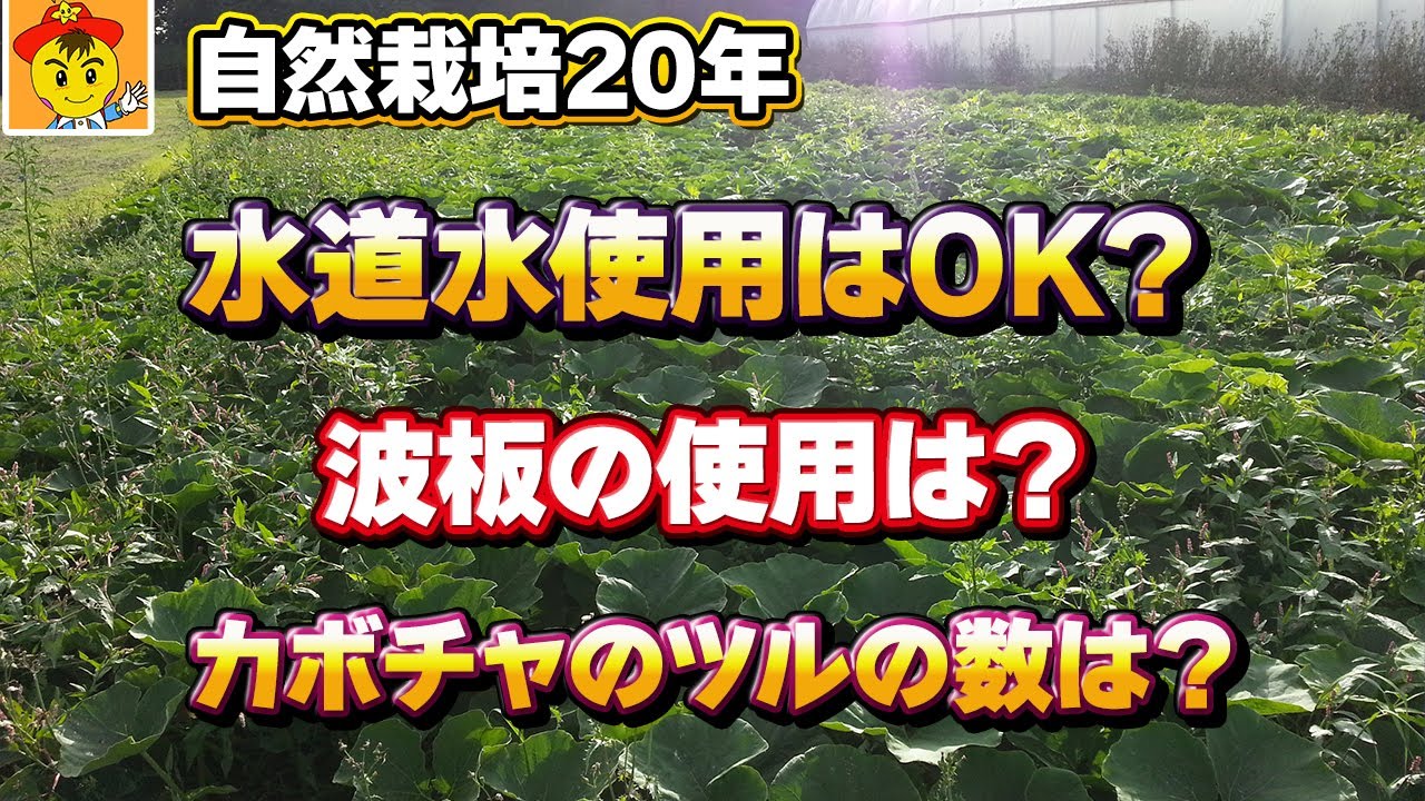 水がたまる畑でも育つ自然栽培の実践知