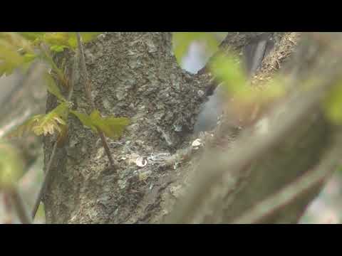 Nidos de aves en la Morera y en los Pinos Esperanza Santa Fe Argentina 2026