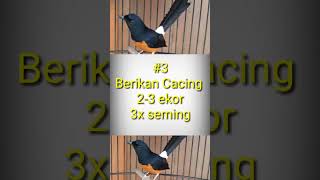 Download lagu 6 Tips menurunkan over birahi murai batu mp3 Download lagu 6 Tips menurunkan over birahi murai batu mp3