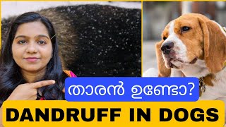 താരൻ കാരണം മടുത്തോ? Dandruff in dogs | Dog Dandruff Treatment | Hair Fall In Dogs | #dogs