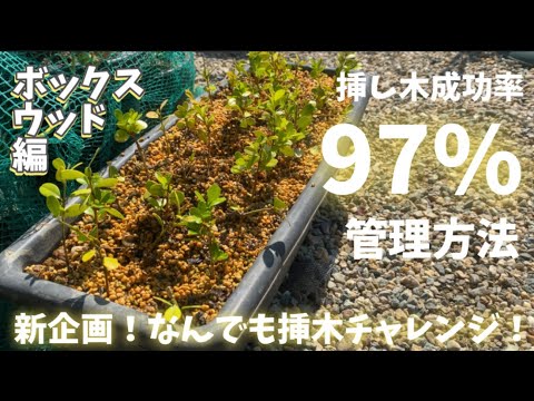 新しい外観のボックスウッドの広場 トピックス