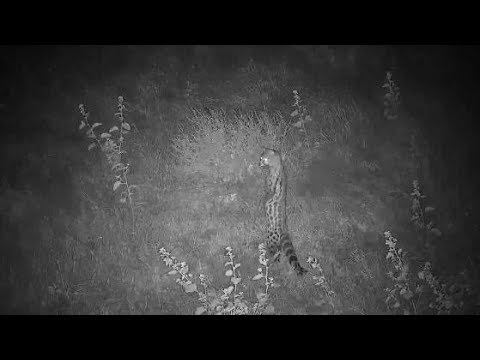 Djuma: Genet out hunting on a windy night - 03:31 - 04/02/20