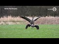 Kraanvogels in Korenburgerveen: mogelijk meer broedparen dan ooit