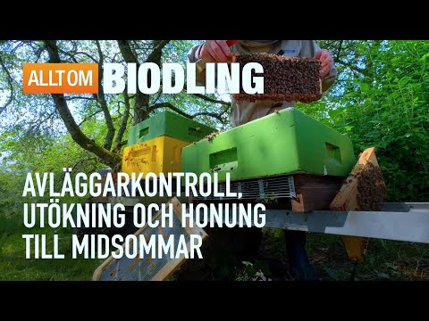 Honung till midsommar? Avläggarkontroll och utökning | Biodling