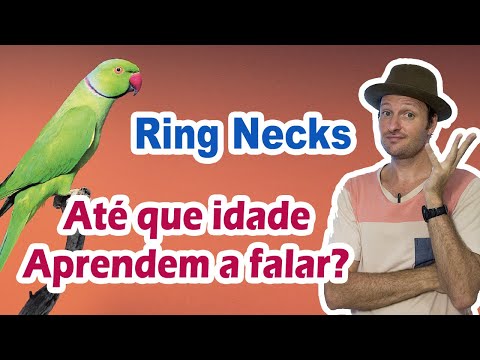 Ring neck velho aprende a falar? Até que idade ring neck aprende a cantar e falar?