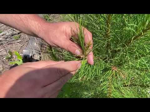 Nantucket Pine Tip Moth