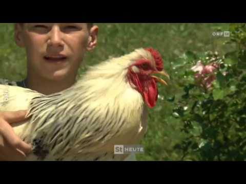Junge Hühnerzüchter ORF Steiermark heute