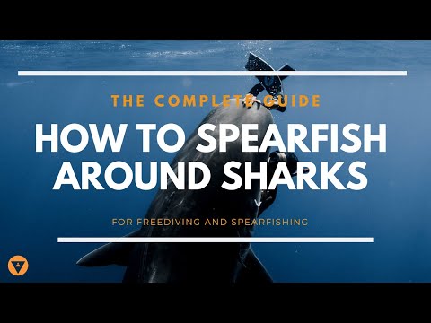 The Complete Guide | How To Spearfish Around Sharks