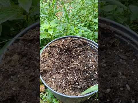 Revisiting My Marijuana Sativa grown outdoors part 3