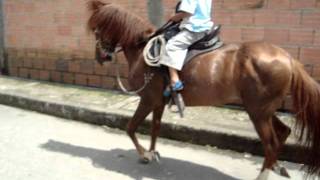 video caballo imponente de las palmas 4