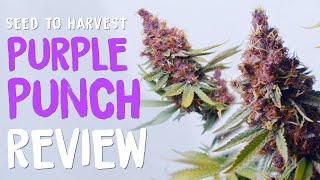 Purple Punch Strain Seed To Harvest Grow Review from Seedstockers | Home Grow TV