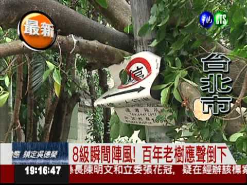 北市8級瞬間陣風 老樹連根拔起
