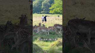 鹿に出会えるロンドンの公園🦌🌱ロンドンにいることをつい忘れてしまいそうになる、お気に入りのスポットです。 #海外在住日本人 #ロンドン #ロンドン観光
