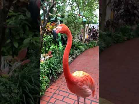 Flamingos and Butterflies!