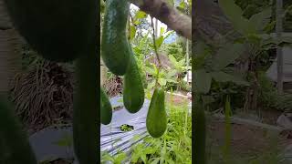 Download lagu Pohonnya kecil buahnya banyak#fyp #semuaorang #sorotan #buahalpukat #pendekberbuah #sab034 mp3 Download lagu Pohonnya kecil buahnya banyak#fyp #semuaorang #sorotan #buahalpukat #pendekberbuah #sab034 mp3