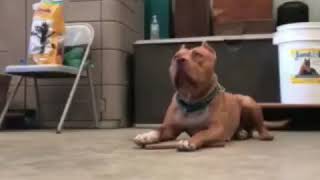Once upon a time in Hollywoods Brandys pre movie training. * www.delawareredpitbulls.com