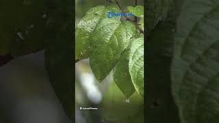 Prakiraan Cuaca Jabodetabek Sabtu, 18 Maret 2023, Jaksel, Bekasi, Depok, dan Bogor Diguyur Hujan