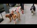 Dog Walker NYC East Village 2 Hour Group Walks For Small Dogs The K 9 Club