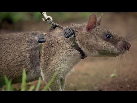 This African Pouch Rat Is Trained To Find Landmines