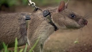 Rats Save Humans From Landmines | Extraordinary Animals | Series 2 | Earth