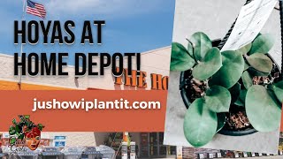 Home Depot Plant Shopping: Hoyas, String Of Pearls, & Other Houseplants
