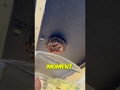 NEVER Do This To a Wasp Nest… 😨⛽️