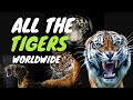 Meet All The Tiger Species Worldwide