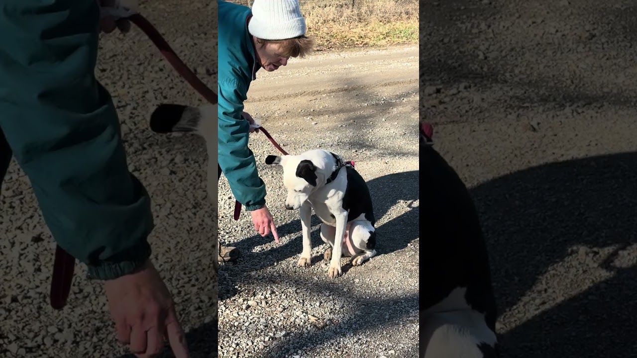 Enlarge Ozzie A looker and trained boy!, a Adoptable mixed breed in Green Ridge, MO video 6/6