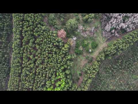 Campo forestal 70 Hectáreas en Estación Pedrera, Canelones