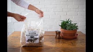 Using an Oyster Mushroom Grow Kit | Grow Oyster Mushrooms at Home