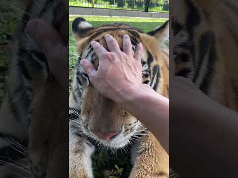 big cat tiger purring
