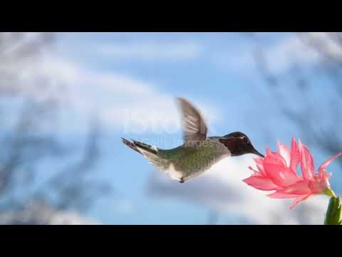 Stunning Colorful Macaws in 4K HDR 60fps &Dolby Surround 5.1 - Relaxing Birds & NatureSounds