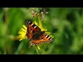 Vlinders tellen in het Kuinderbos