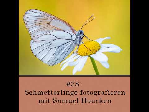 Schmetterlinge fotografieren - mit Samuel Houcken