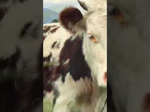 🎬✨ Este 26 de noviembre vive el estreno de “El Viaje del Jute”