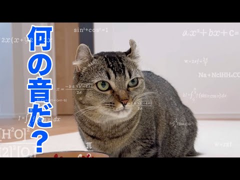 袋の音だけでバレる？キッチンポリ・スーパー袋・チュールで猫が反応するか試した結果