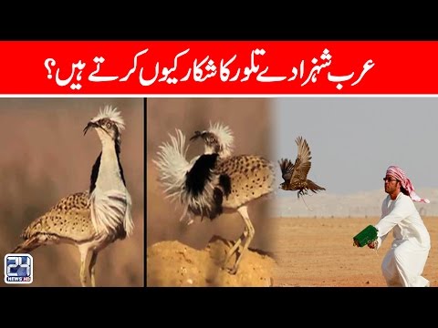Why Arab Princes Hunt Houbra Bustards? | 24 News HD
