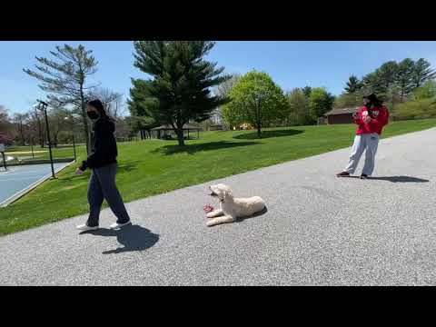 Sams school for dogs video.