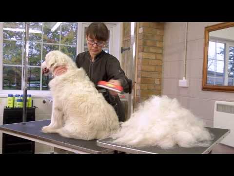 Furminator Short Hair Deshedding Tool for Dogs Online | ePETstore