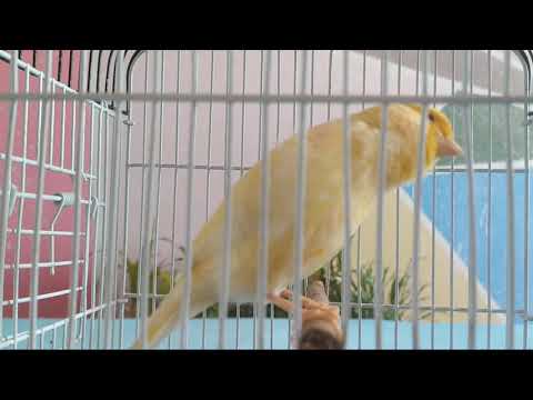 El Mejor CANTO De CANARIO Para Enseñar