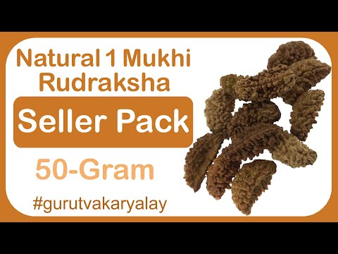 Natural 1 mukhi rudraksha 50 gram seller pack ek mukhi rudra...
