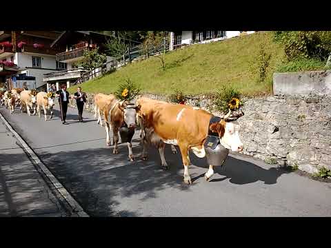Alpabfahrt - Adelboden, Switzerland