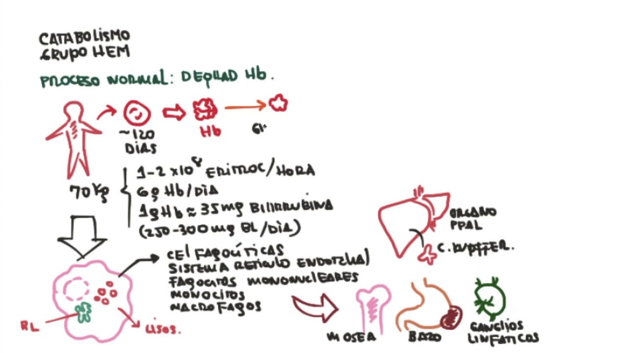 Catabolismo del grupo HEM